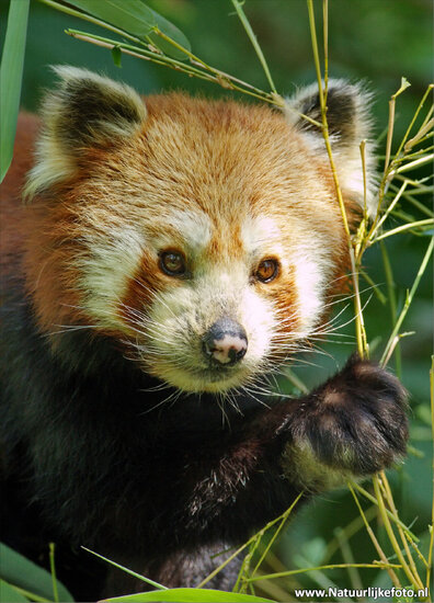 ansichtkaart panda (0043)