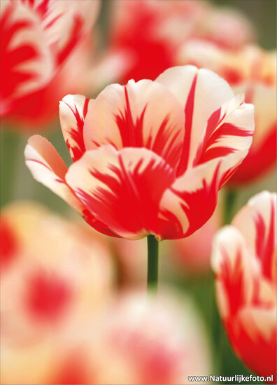 ansichtkaart rode tulp (0045)