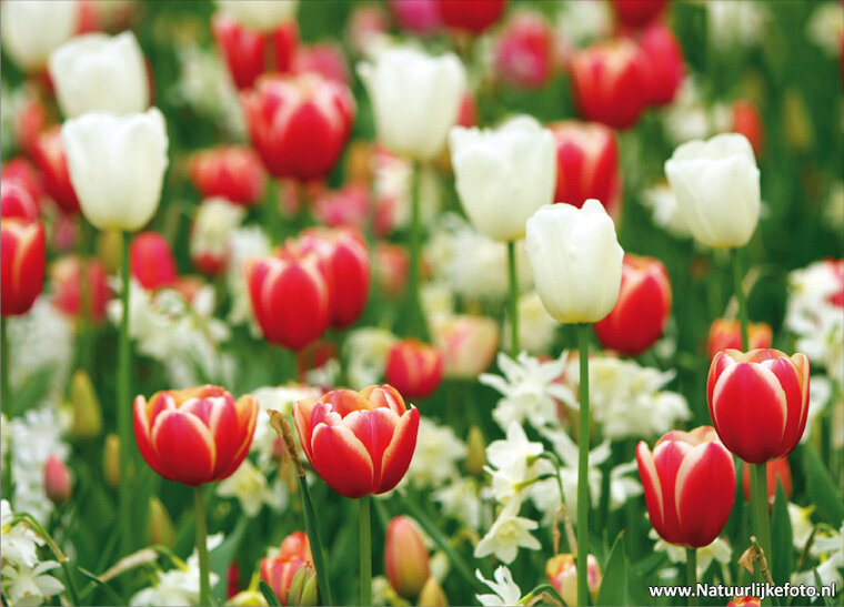 ansichtkaart tulpenveld rood - wit (0046)