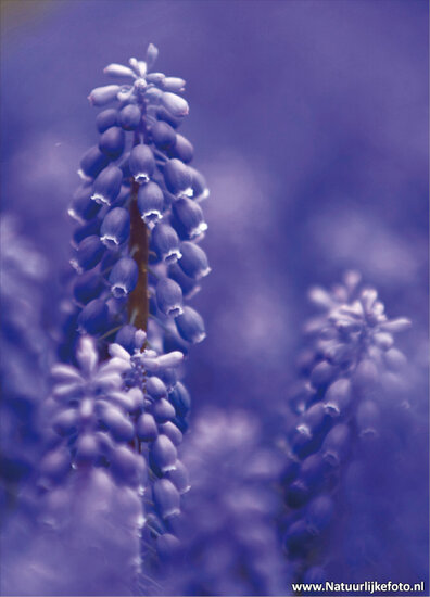 ansichtkaart blauwe druifjes (0048)