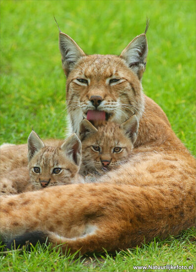 ansichtkaart lynx (0057)