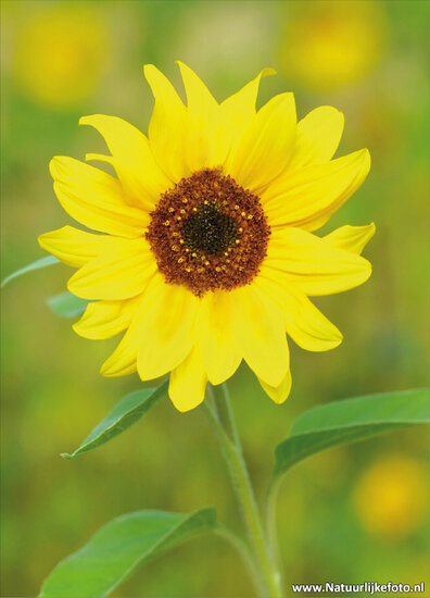 ansichtkaart zonnebloem (0066)