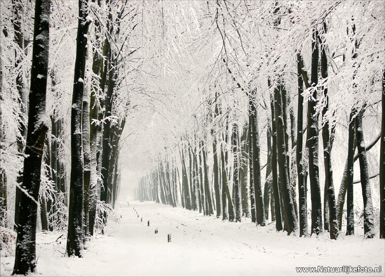 ansichtkaart winterslaantje op de Veluwe (0085)