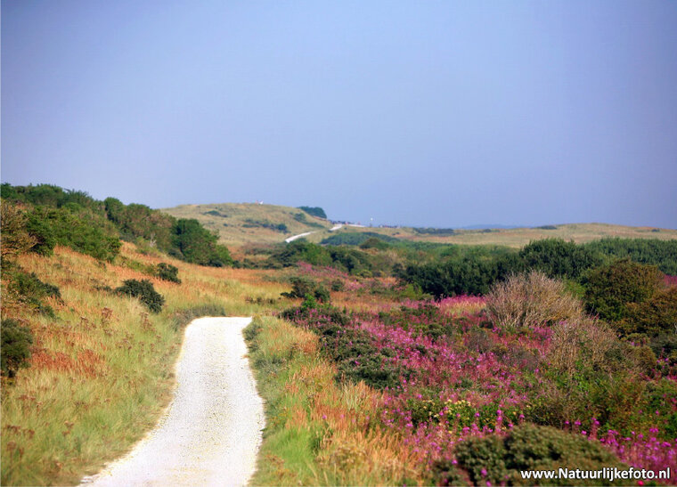 ansichtkaart duinen van Ameland (0091)
