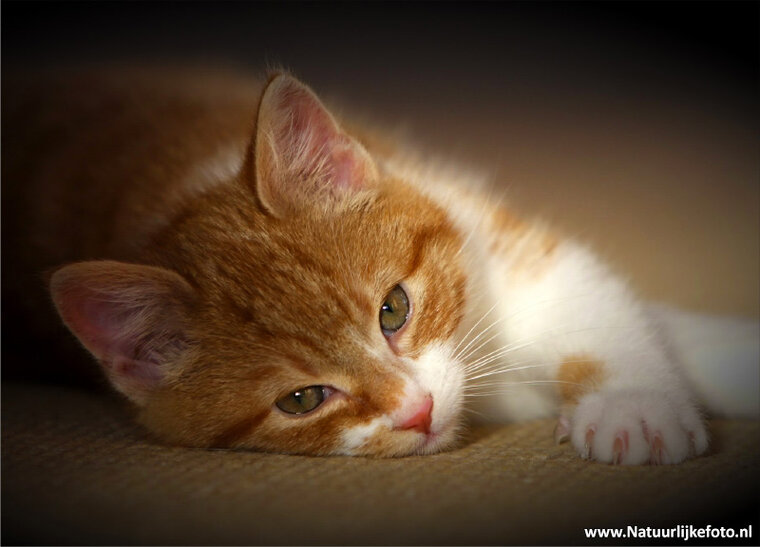 ansichtkaart poes (0092)