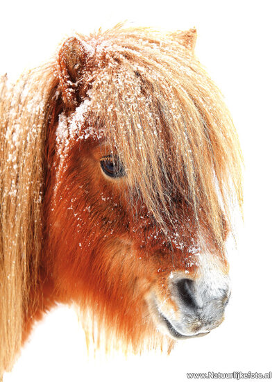 ansichtkaart Shetland pony in de sneeuw (0095)