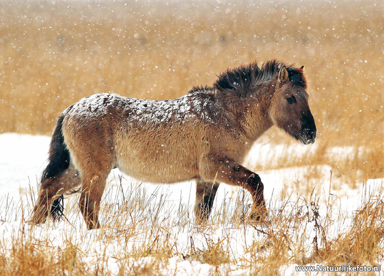 ansichtkaart konik paard in de sneeuw (0096)