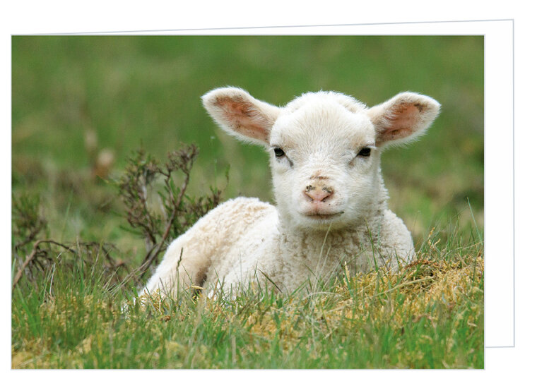 Blanco wenskaart lammetje - dubbele kaart met envelop (W009)