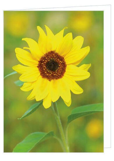 Blanco wenskaart zonnebloem - dubbele kaart met envelop (W014)
