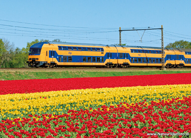 ansichtkaart  trein met tulpen