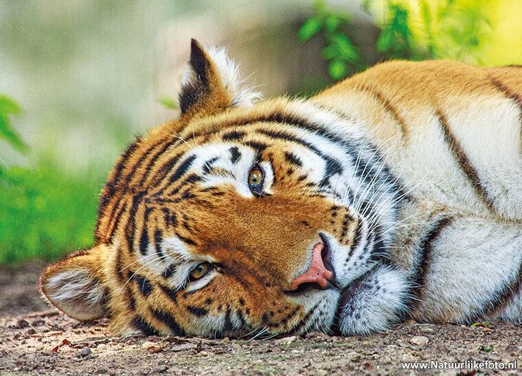 ansichtkaart Siberische tijger