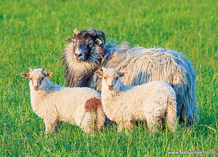 ansichtkaart schaap met lammetjes (0907)