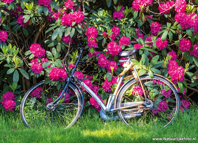 Fietsen ansichtkaarten - set met 10 fiets kaarten (nr. 10)