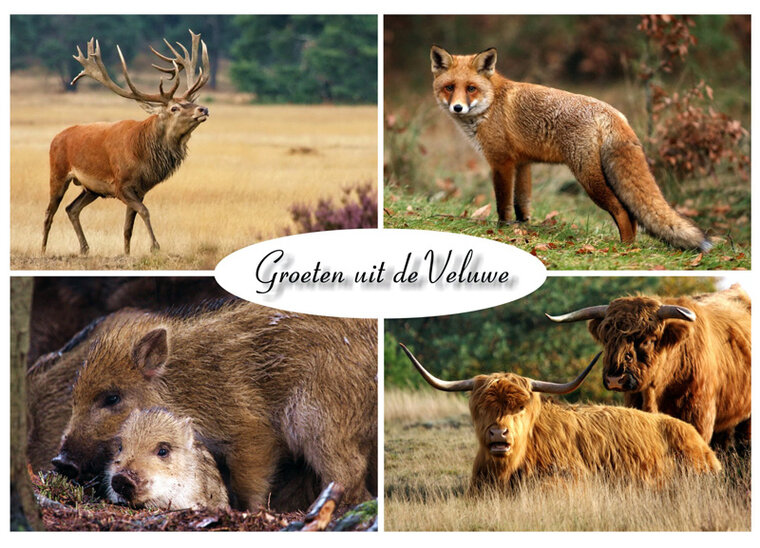 Ansichtkaart dieren op de Veluwe (VE003)