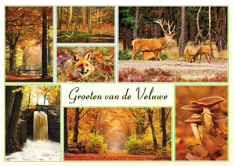 Ansichtkaart herfst op de Veluwe (VE006)