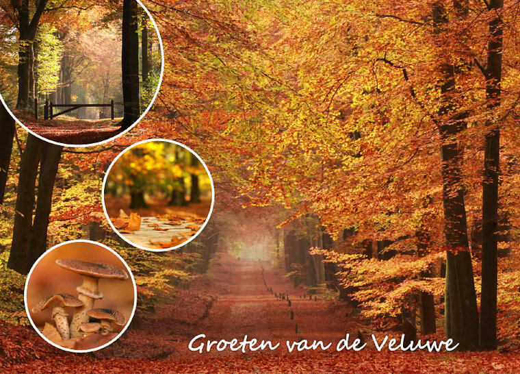 Ansichtkaart herfst op de Veluwe (VE007)
