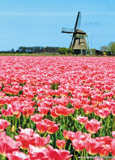 Noord-Holland ansichtkaarten - set met 10 kaarten (nr. 17)
