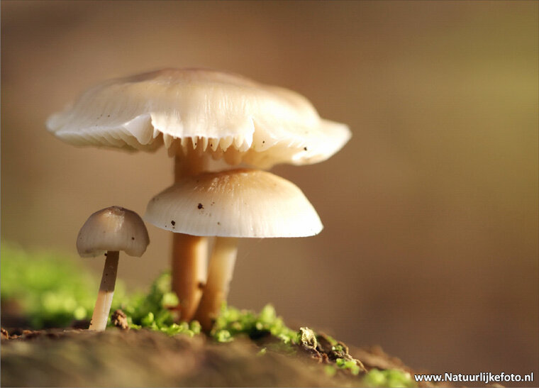 ansichtkaarten herfst - set met 15 herfst kaarten (nr. 20)