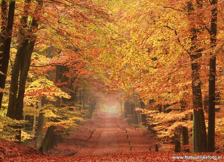 ansichtkaarten herfst - set met 15 herfst kaarten (nr. 20)