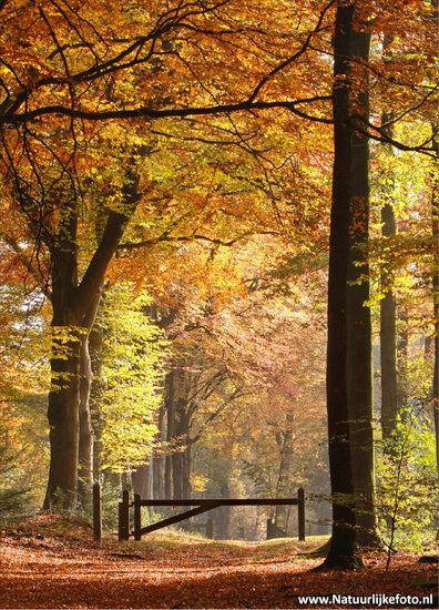 ansichtkaarten herfst