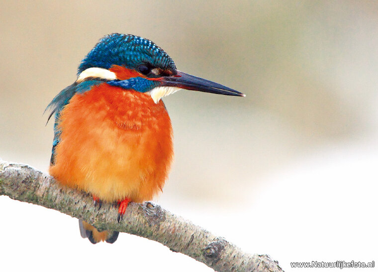 ansichtkaarten vogels - set van 15 vogelkaarten (nr. 24)