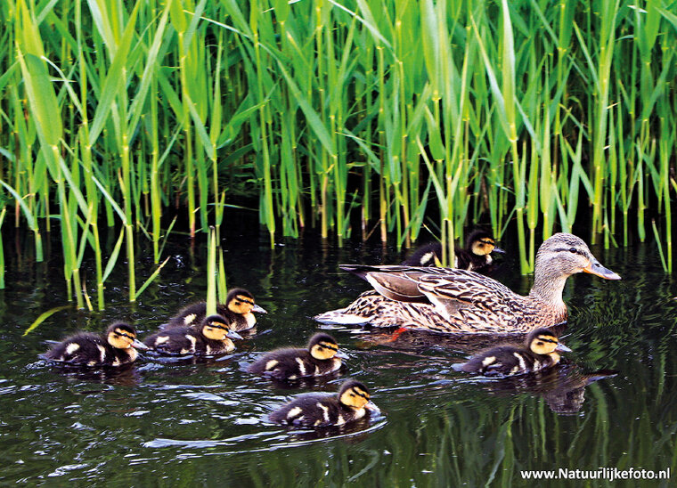 ansichtkaarten vogels - set van 15 vogelkaarten (nr. 24)
