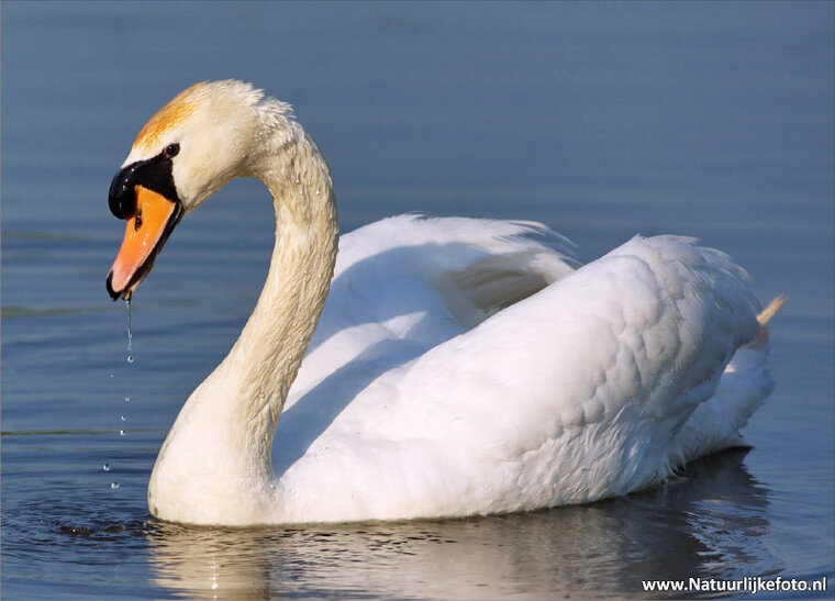 ansichtkaarten vogels - set van 15 vogelkaarten (nr. 24)