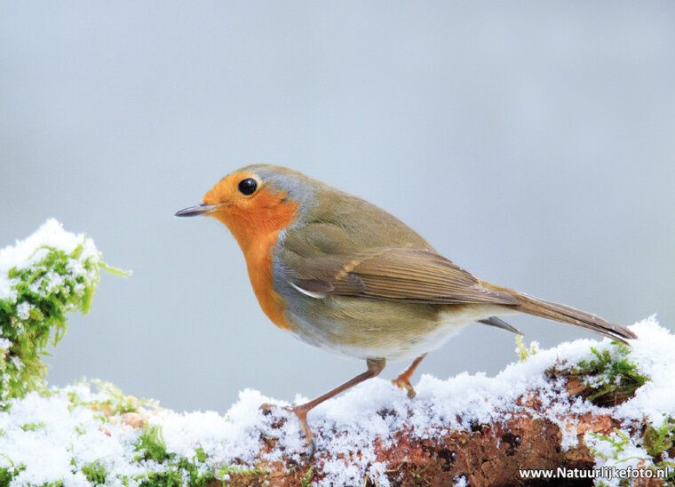 ansichtkaarten vogels - set van 15 vogelkaarten (nr. 24)