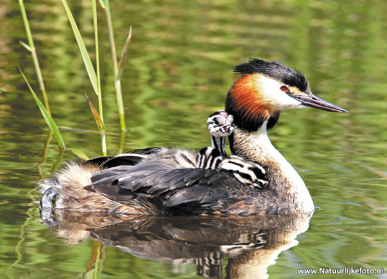 ansichtkaarten vogels - set van 15 vogelkaarten (nr. 24)