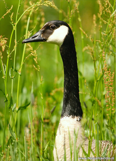 ansichtkaarten vogels - set van 15 vogelkaarten (nr. 24)