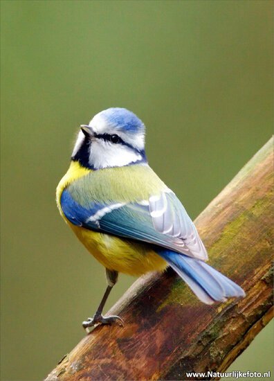 ansichtkaarten vogels - set van 15 vogelkaarten (nr. 24)