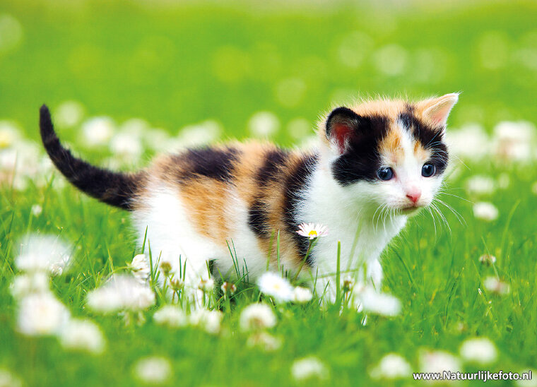 katten ansichtkaarten - set met 7 kattenkaarten (nr. 49)