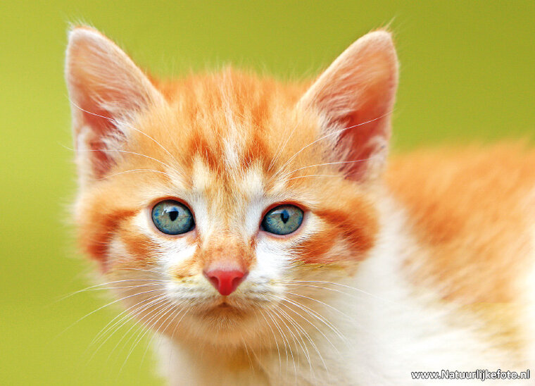 katten ansichtkaarten - set met 7 kattenkaarten (nr. 49)