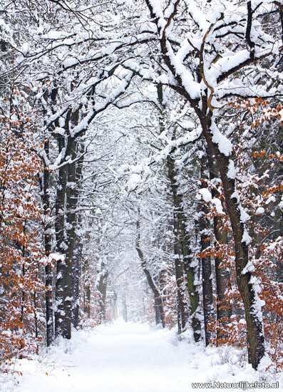 kaarten set winter - set met 21 winterse kaarten (nr. 46)