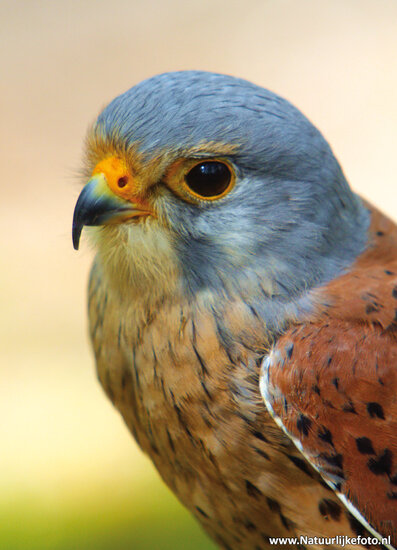 Roofvogel ansichtkaarten - set met 11 roofvogel kaarten (nr. 43)