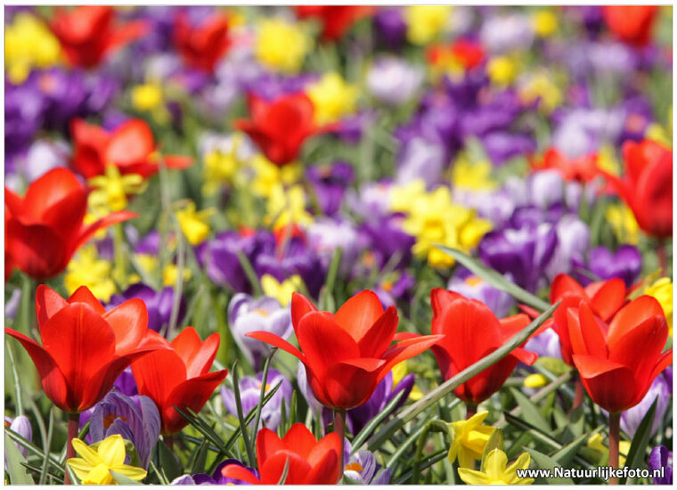 bloemen ansichtkaarten - set met 14 bloemenkaarten (nr. 44)