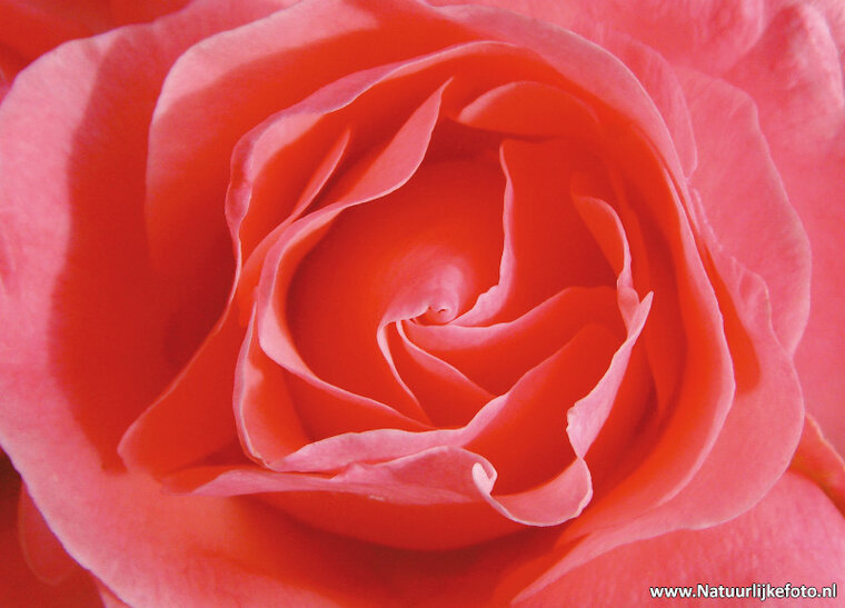 bloemen ansichtkaarten - set met 14 bloemenkaarten (nr. 44)