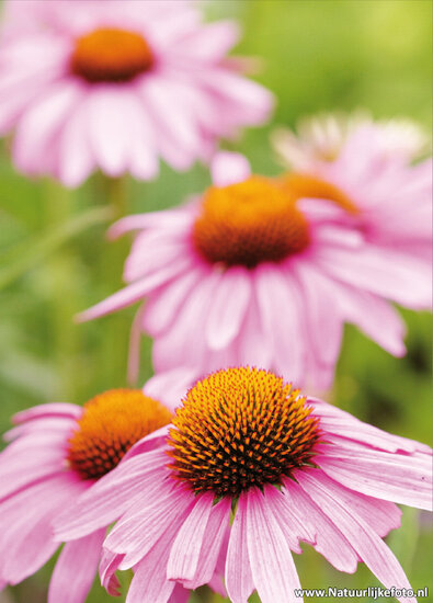 bloemen ansichtkaarten - set met 14 bloemenkaarten (nr. 44)