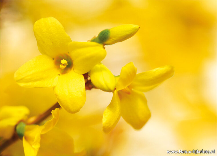 bloemen ansichtkaarten - set met 14 bloemenkaarten (nr. 44)