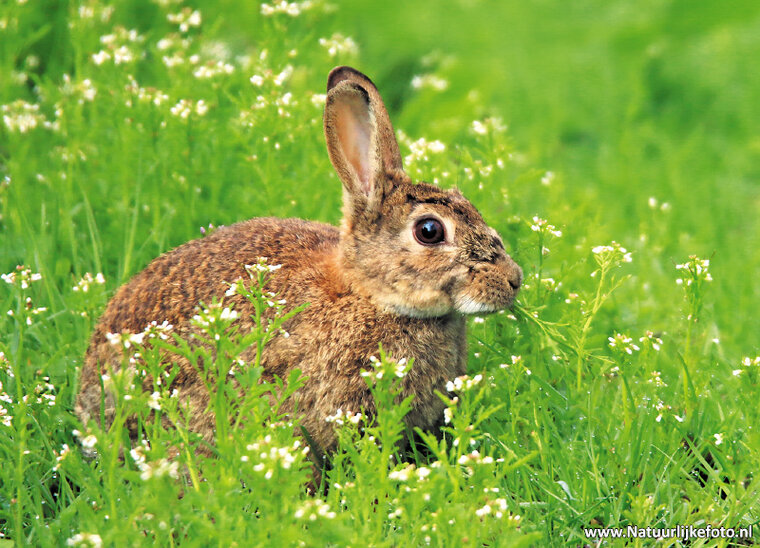 dieren kaarten - set met 26 dierenmotief ansichtkaarten (nr. 42)