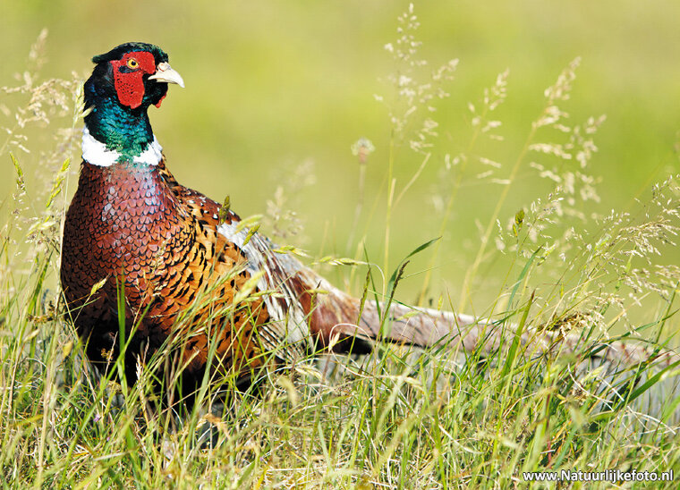 dieren kaarten - set met 26 dierenmotief ansichtkaarten (nr. 42)