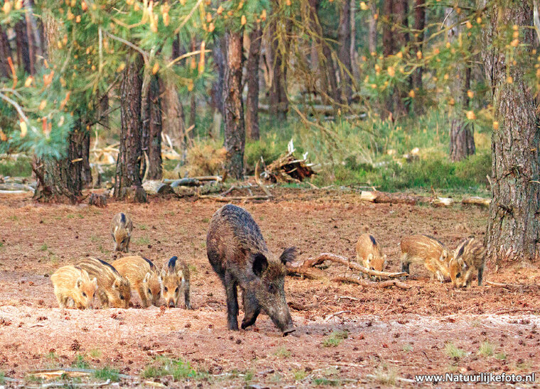 ansichtkaarten set dieren in Nederland - set met 11 dierenkaarten (nr.116)