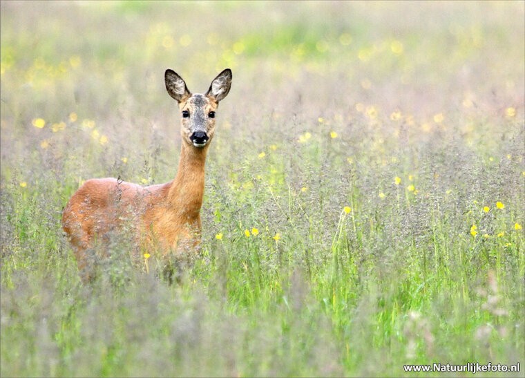 ansichtkaarten set dieren in Nederland - set met 11 dierenkaarten (nr.116)