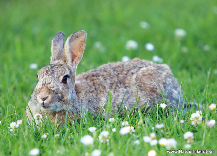 ansichtkaarten set dieren in Nederland - set met 11 dierenkaarten (nr.116)