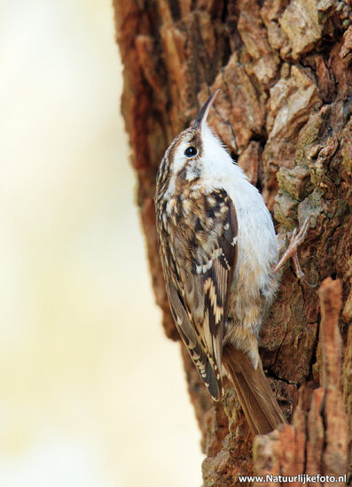 ansichtkaarten vogels - set van 12 bos vogelkaarten (nr. 60)