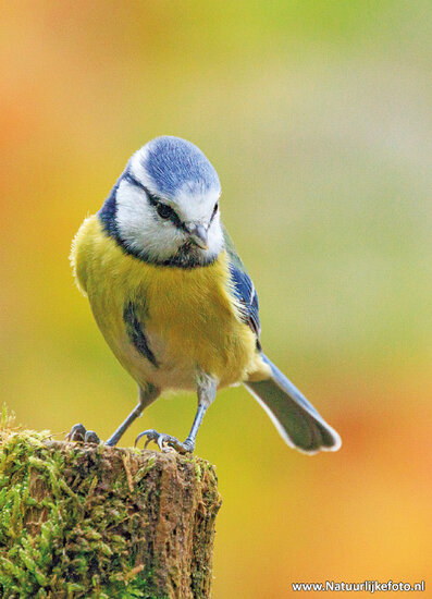 ansichtkaarten vogels - set van 12 bos vogelkaarten (nr. 60)