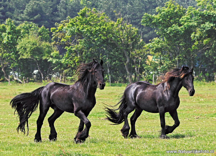 Paarden ansichtkaarten - set met 7 paardenkaarten (nr. 55)