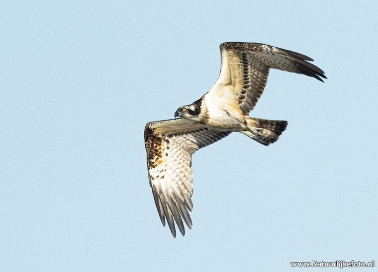 Roofvogels en uilen ansichtkaarten - set met 8 kaarten (nr. 120)