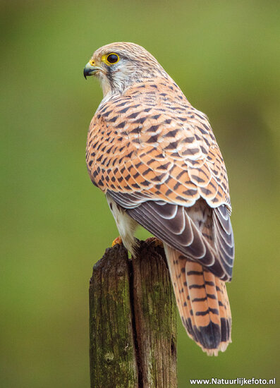 Roofvogels en uilen ansichtkaarten - set met 8 kaarten (nr. 120)