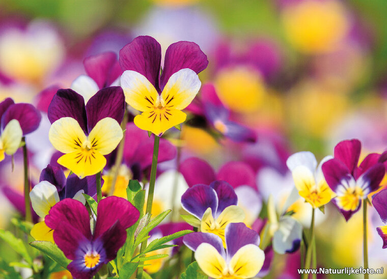 ansichtkaarten bloemen - set van 10 kaarten met bloemenmotief (nr. 121)
